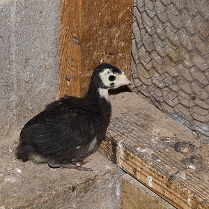 Tri-Color_mottled_black_poult_X6281546_06-28-2020-001.jpg