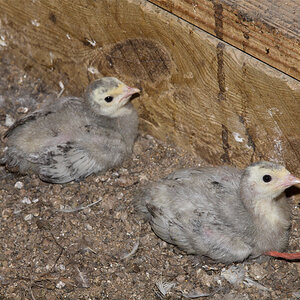 Tri-Color_mottled_slate_poult_X6281547_06-28-2020-001.jpg