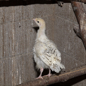 Sweetgrass_poult_X6281542_06-28-2020-001.jpg