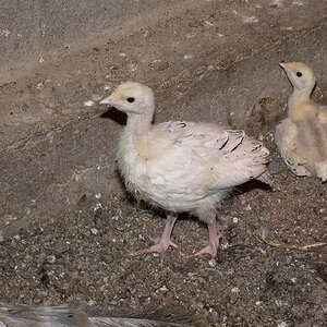 Sweetgrass_poult_X6281545_06-28-2020-001.jpg