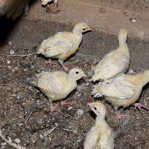 Sweetgrass_poult_X6281549_06-28-2020-001.jpg