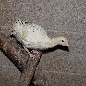 Sweetgrass_poult_X6281551_06-28-2020-001.jpg