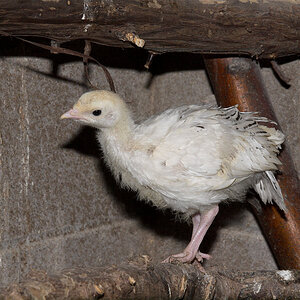 Sweetgrass_poult_X6281552_06-28-2020-001.jpg