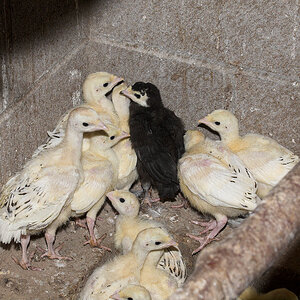 Mixed_poults_X6281548_06-28-2020-001.jpg
