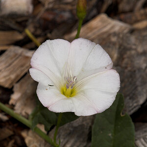 Bindweed_U6284609_06-28-2020-001.jpg