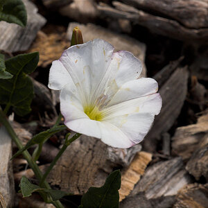 Bindweed_U6284610_06-28-2020-001.jpg