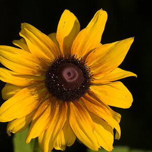 Rudbeckia_U6284593_06-28-2020-001.jpg