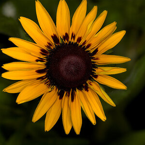 Rudbeckia_U6284594_06-28-2020-001.jpg