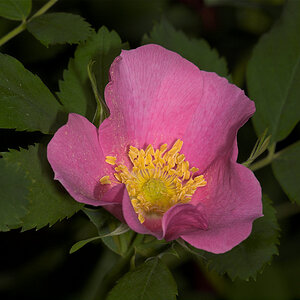 Wood's_rose_U6144580_06-14-2020-001.jpg