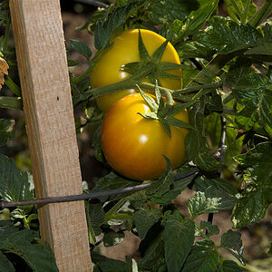Goliath_giant_tomato_X6301633_06-30-2020-001.jpg