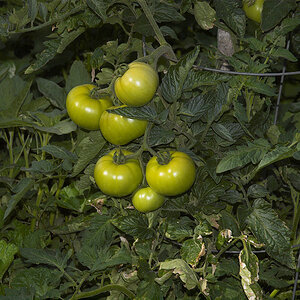 Northern_exposure_tomato_X6301631_06-30-2020-001.jpg