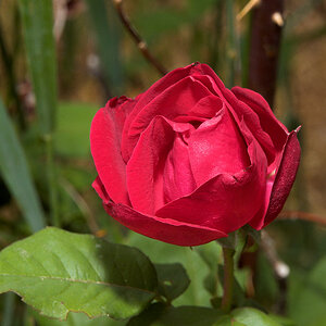 Emily_Carr_rose_X6301657_06-30-2020-001.jpg