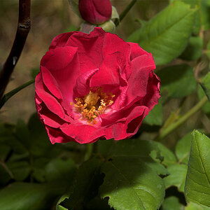 Emily_Carr_rose_X6301658_06-30-2020-001.jpg