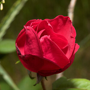 Emily_Carr_rose_X6301659_06-30-2020-001.jpg