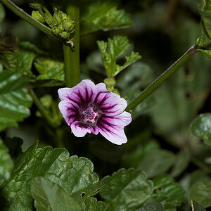 Malva_zebrina_hollyhock_X6301636_06-30-2020-001.jpg
