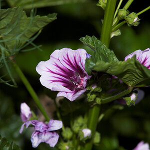 Malva_zebrina_hollyhock_X6301638_06-30-2020-001.jpg