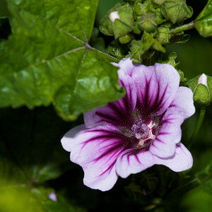 Malva_zebrina_hollyhock_X6301639_06-30-2020-001.jpg