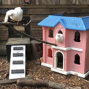 Yes, that's a playhouse as a chicken command center