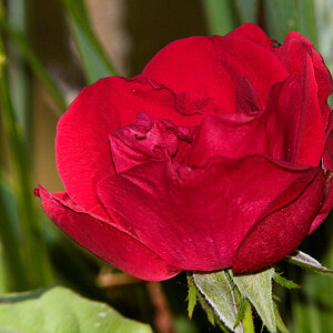 Emily_Carr_rose_X7011689_07-01-2020-001.jpg