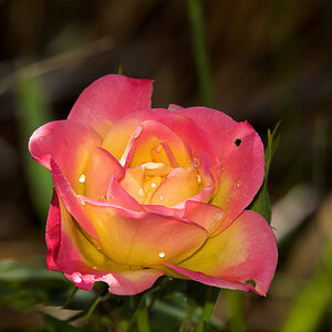 Campfire_rose_X7011671_07-01-2020-001.jpg
