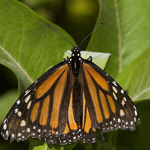 Monarch_butterfly_X7011677_07-01-2020-001.jpg