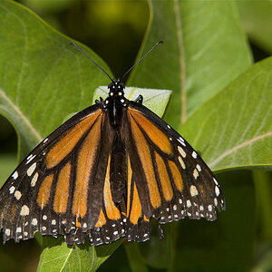 Monarch_butterfly_X7011678_07-01-2020-001.jpg