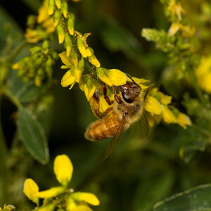 Honeybee_U6284601_06-28-2020-001.jpg