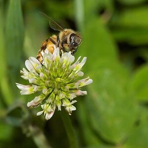 Honeybee_X6281578_06-28-2020-001.jpg