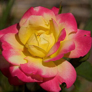 Campfire_rose_X7011691_07-01-2020-001.jpg