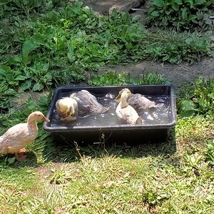 The four summer ducklings take a bath under the watchful eyes of their foster momma Smaug.