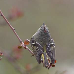 Ruby-crowned_kinglet_X4300610_04-30-2011-001.jpg