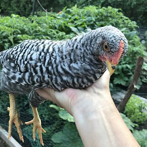 Plymouth Barred Rock cockerel