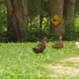 DSC01701.JPG