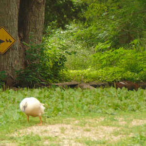 DSC01702.JPG