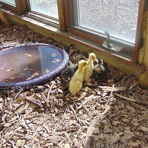 duckes 004.JPG