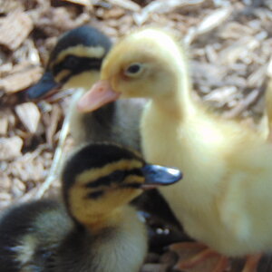 duckes 008.JPG