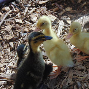 duckes 009.JPG