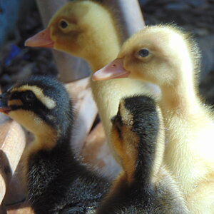 duckes 013.JPG