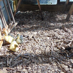 duckes 015.JPG