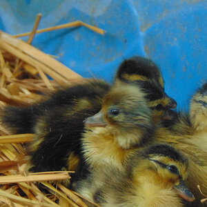 ducklings 012.JPG