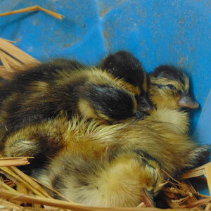ducklings 014.JPG