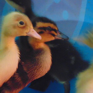 ducks 002.JPG