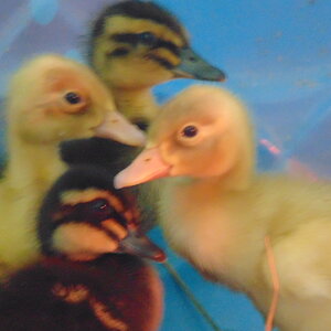ducks 003.JPG