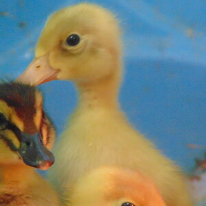 ducks 006.JPG