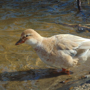 DSC00952.JPG