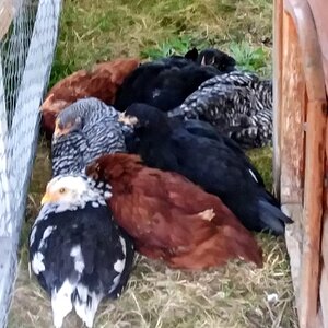 Windy day shade committee