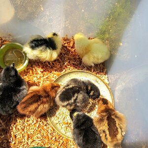 3 day old chicks