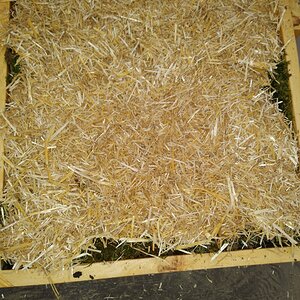 chopped straw over moss.jpg