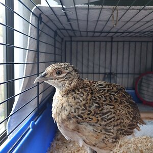 Chirpy