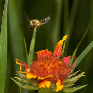 Bee_fly_U7174671_07-17-2020-001.jpg